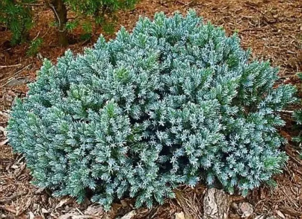 Lowe's Blue Star Juniper Feature Shrub in 1-Gallon Pot | CFJP003