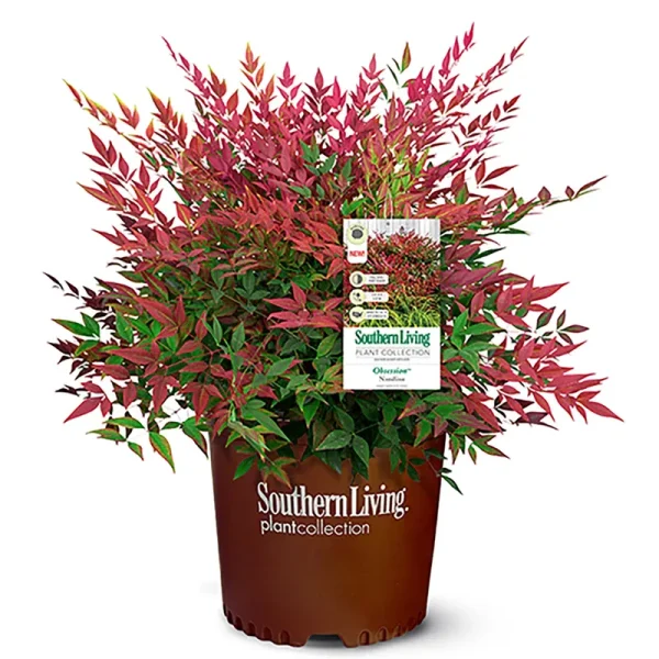 Southern Living 2 gal. Obsession Nandina Shrub