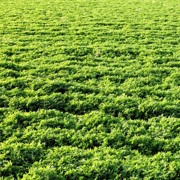Outsidepride Alfalfa Seed - 10 lbs