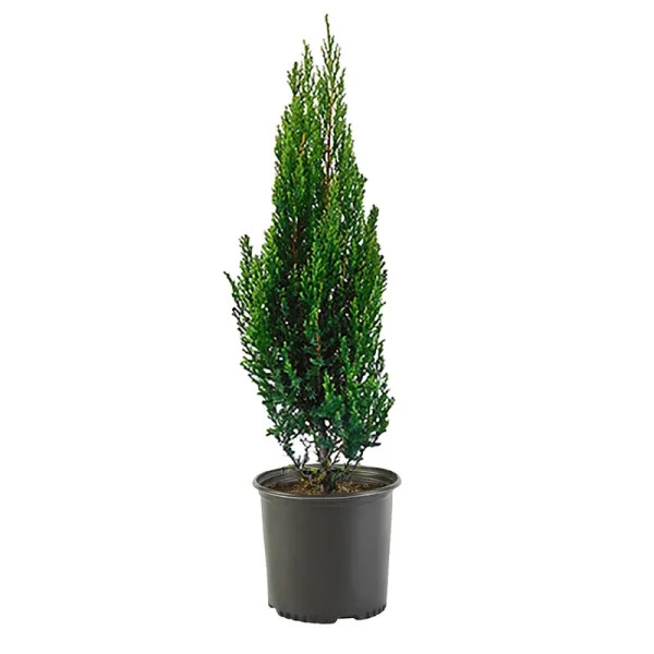 Shrub Blue Point Juniper, 2.25 Gal