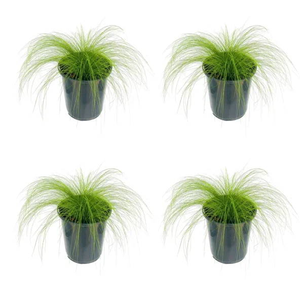 Lowe's Stipa Grass in 2.5-Quart Pot 4-Pack | 1468