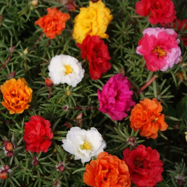 Outsidepride Moss Rose Mix - 5000 Seeds