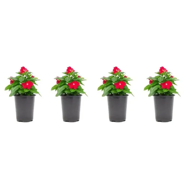 1.38 Pt. Vinca Cora Periwinkle Plant Red Flowers in 4.5 in. Grower's Pot (4-Plants)