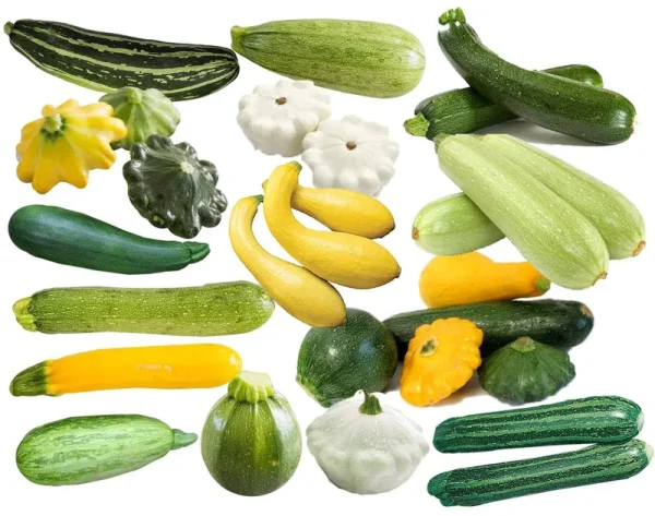 Harley Seeds This Is A Mix!!! 50+ Zucchini and Squash Mix Seeds 12 Varieties Non-GMO Delicious Grown in USA. Rare Super Profilic