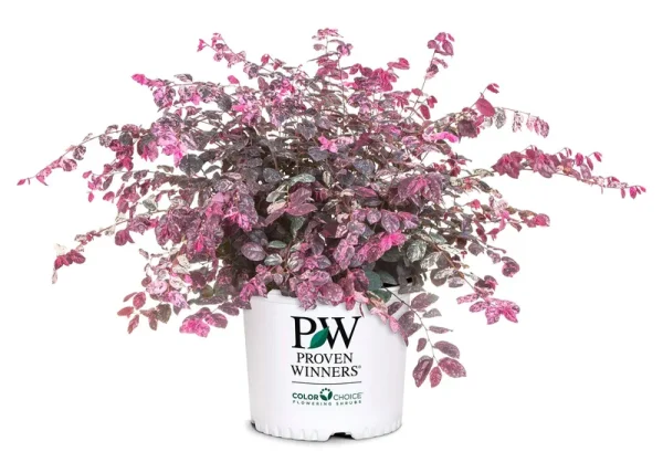 Proven Winner Jazz Hands Loropetalum, 2 gal, Variegated Pink and White Foliage
