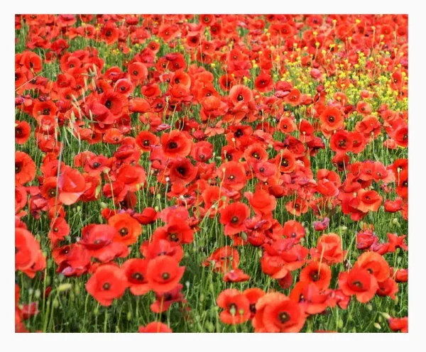 Red Flanders Poppies - 50,000 Flanders Poppy Seeds