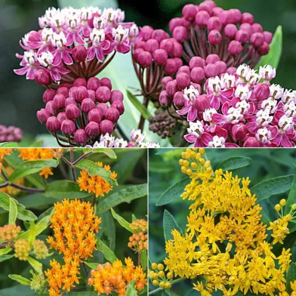 Native Milkweed Selections - No.1 Bareroot | Zone 4-9