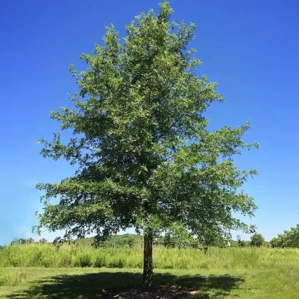 Plant Me Green LLC 5 gal. Nuttall Deciduous Oak Tree