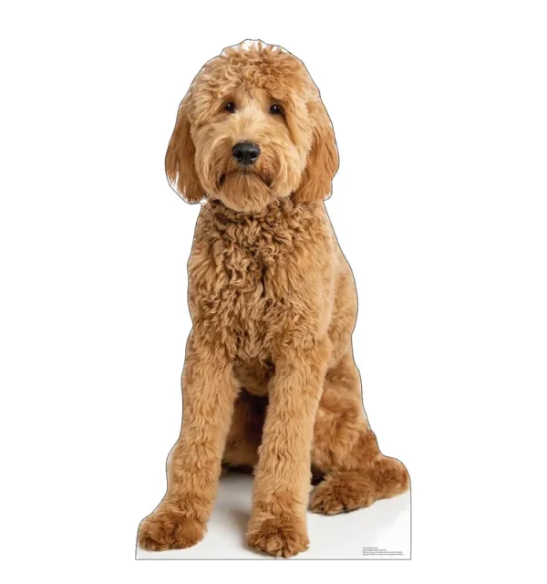 Advanced Graphics 48 x 25 in. Goldendoodle Life-Size Cardboard Cutout