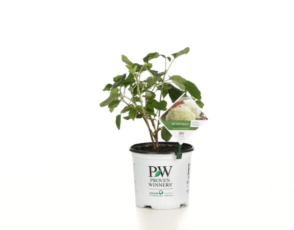 Proven Winners 1 gal. Incrediball Smooth Hydrangea, Live Shrub, Green to White Flowers