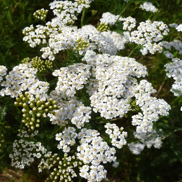 Outsidepride Yarrow Seeds - White Wildflower - 1 lb