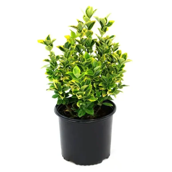 2.25 gal. Euonymus Golden Flowering Shrub with White Blooms