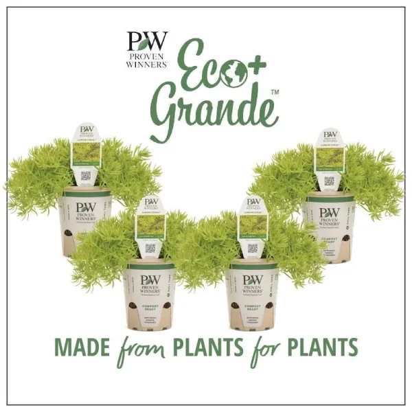 4.25 in. Eco+Grande Lemon Coral (Sedum) Live Plant, Green Foliage (4-Pack)