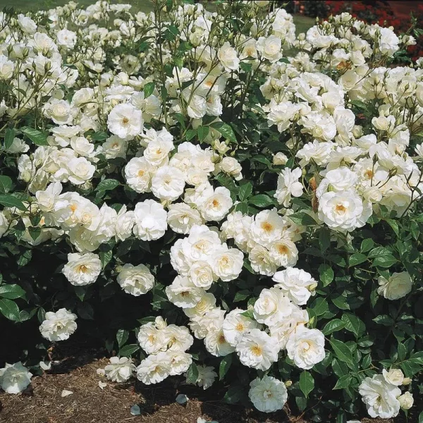 Thornless Climbing White Rose