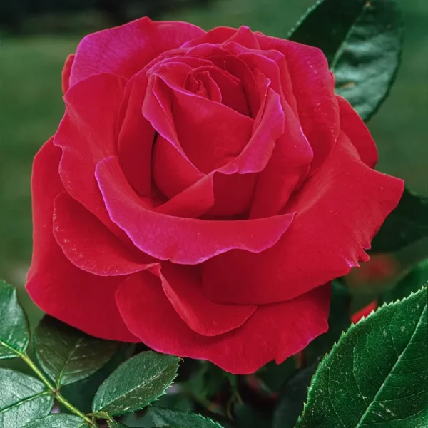 Mister Lincoln Dormant Bare Root Hybrid Tea Rose, Includes One Dormant Plant per Order