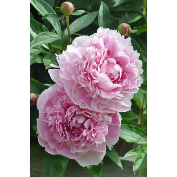 2 gal. Sarah Bernhardt Peony (Paeonia) Live Shrub with Pastel Pink Dou
