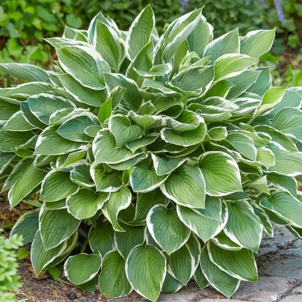 Francee Hosta Dormant Bare Root Starter Perennial Plant, 1-Pack