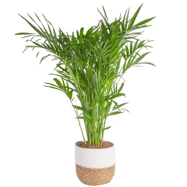 Costa Farms Cat Palm Chamaedorea cataractarum, in Seagrass Basket 32-Inches Tall, Live Indoor Plant