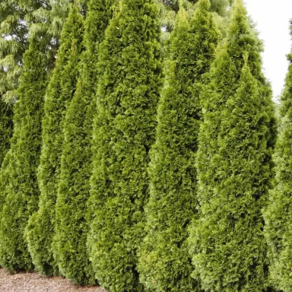 2.25 gal. Pot, Emerald Green Arborvitae (Thuja), Live Evergreen Shrub (1-Pack)