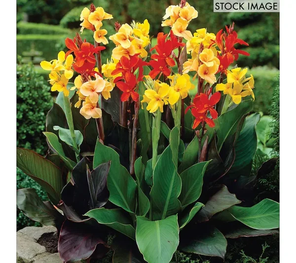 Van Zyverden Cannas Giant Tall Mixed Set of 12 Bulbs