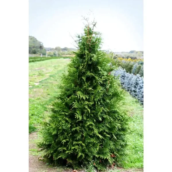 Online Orchards 1 gal. Green Giant Arborvitae Shrub