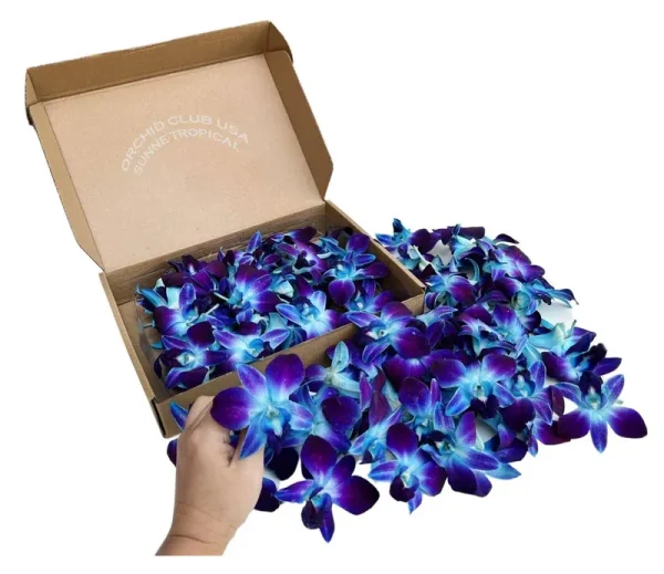 100 Blue Sonia Dyed Fresh Cut Dendrobium Orchid Loose Bloom