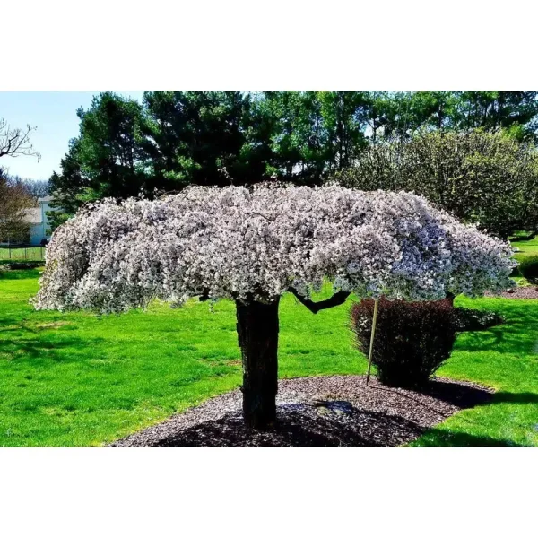 3 ft. Snow Fountain Weeping Cherry Tree with Snow White Cascading Flowers