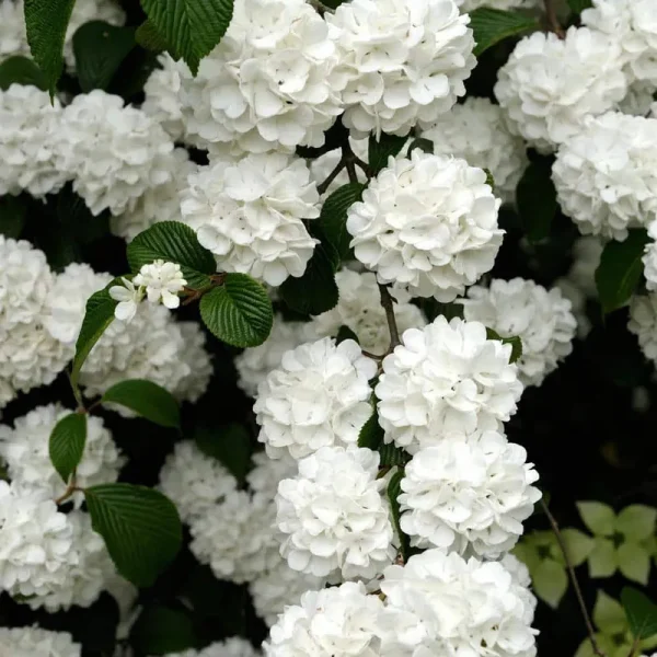 Snowball Viburnum Hedge - Dormant 4" Pot | Zone 6-9
