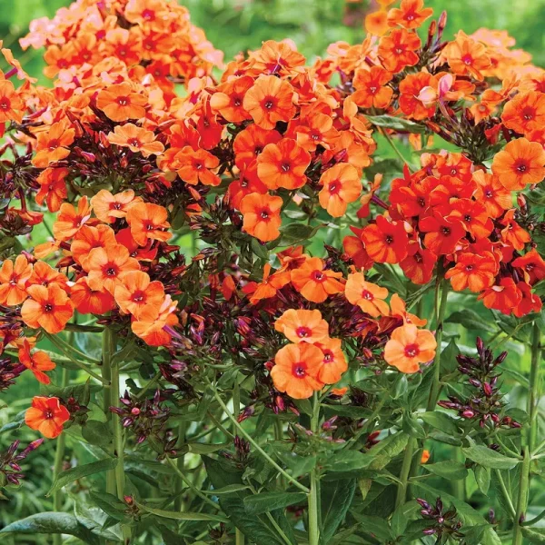 Van Zyverden Phlox Orange Perfection Dormant Plant Root Partial Sun; 3-6hrs, Orange