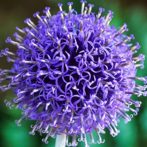 Veitch's Blue Globe Thistle (Echinops) Dormant Bare Root Starter Perennial Plant (1-Pack)