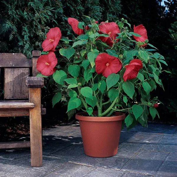 Outsidepride Hibiscus Seeds - Luna Red - 20 Seeds