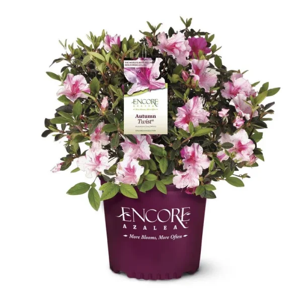 Encore Azalea 5 gal. Autumn Twist Azalea Shrub