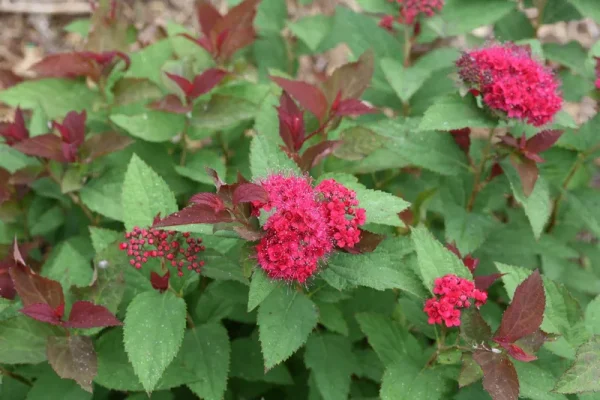 Proven Winners Double Play Doozie Spiraea qt | SPIPRC1117800