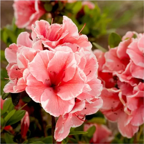 Autumn Sunburst Encore Azalea