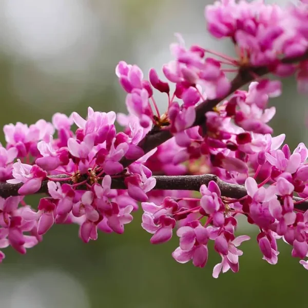 1 gal. Eastern Redbud Tree with Pink Blossoms