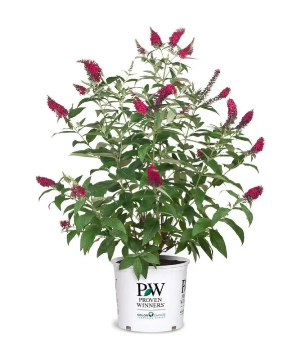 Proven Winner 2 gal. Buddleia Miss Molly Plant
