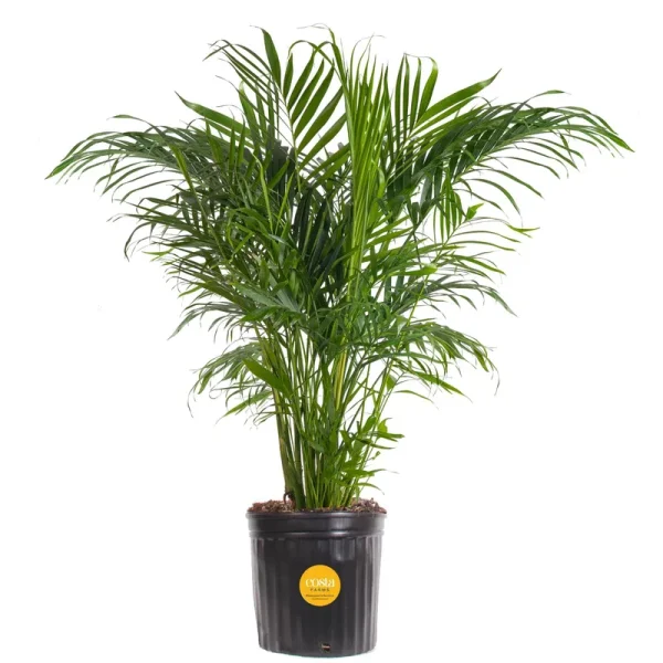 Costa Farms, Premium Live Indoor Cat Palm, Chamaedorea cataractarum, Floor Plant, Gray-Taupe