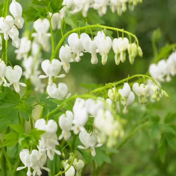 Old-Fashioned Bleeding Heart - 1