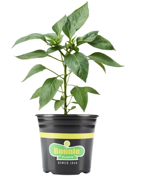 Bonnie Plants Carolina Reaper Pepper 2.32 qt.