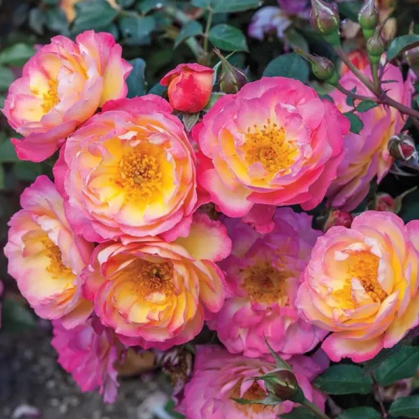 Rainbow Happy Trails Groundcover Rose | Zone 4-10 | Yellow | Pink | 12 - 18 Inches | Full Sun | Partial Shade