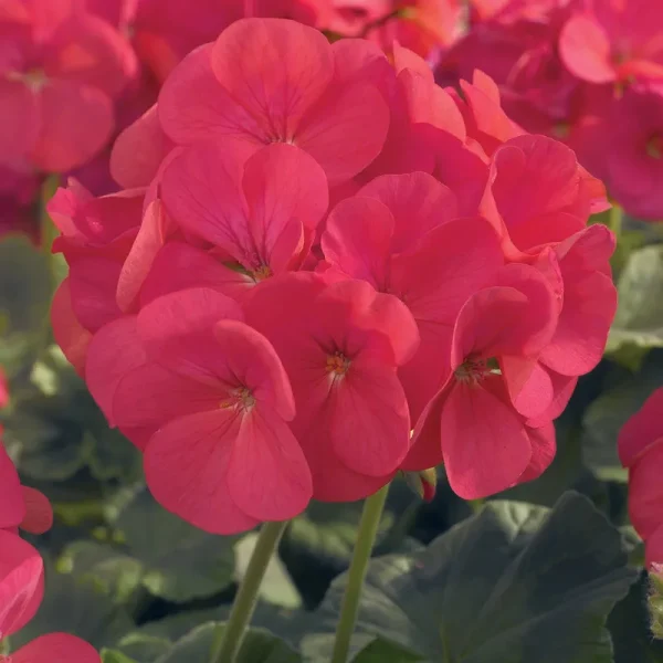 Maverick F1 Series Geranium Flower Garden Seeds - Coral - 100 Seeds - Annual Flower Gardening Seed - Pelargonium x Hortorum