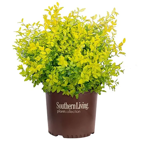 Southern Living 2 gal. Sunshine Ligustrum Shrub