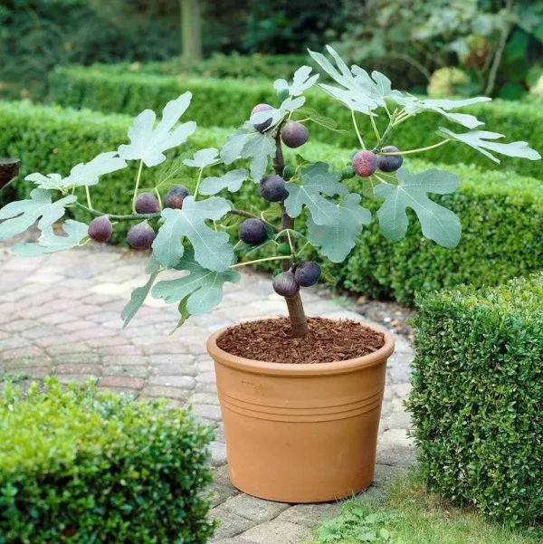 Chicago Hardy Fig, 1 Rooted Starter Fig ,