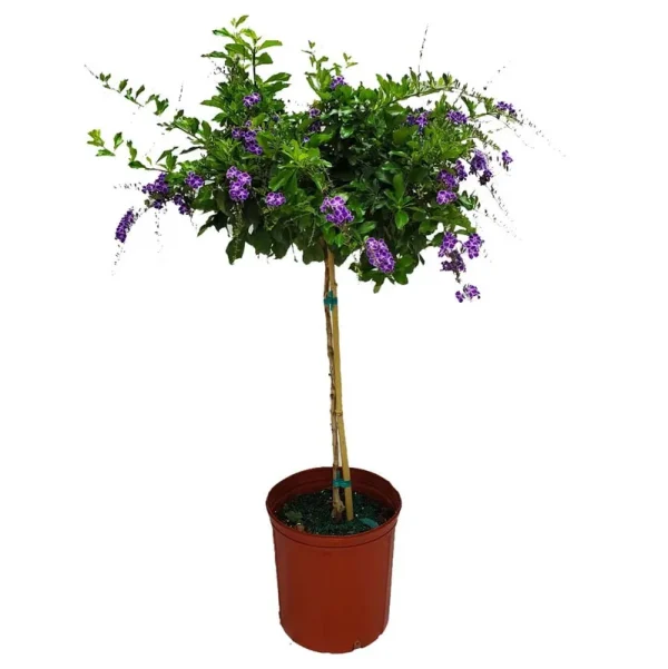 Tropical Plants of Florida 36" to 42" Duranta Purple Showers Tree; Purple Flowers, Partial to Full Sunlight