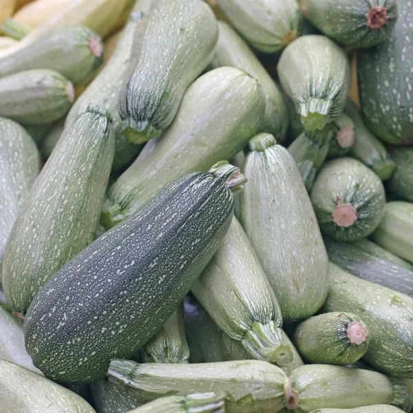 Grey Zucchini Summer Squash Garden Seeds - 4 oz - Non-GMO, Heirloom - Vegetable Gardening Seed - Gray