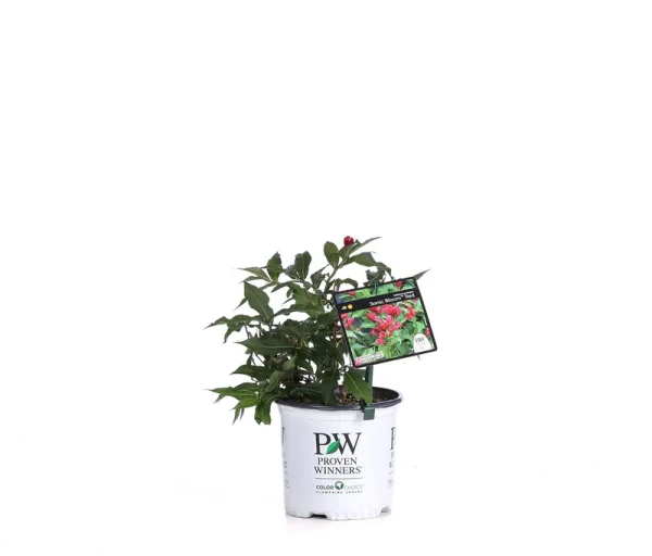 Proven Winners 1 gal. Sonic Bloom Red Reblooming Weigela (Florida) Live Shrub, Red Flowers