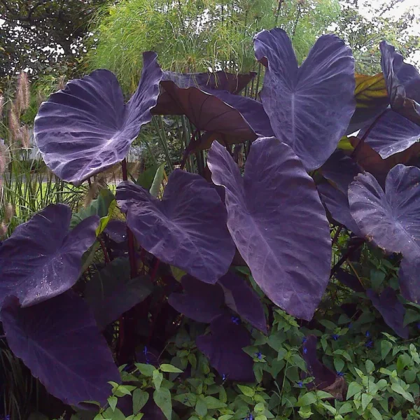 Garden State Bulb Black Magic Taro Elephant Ear Bulbs, 7/9 Inches (Bag of 1)