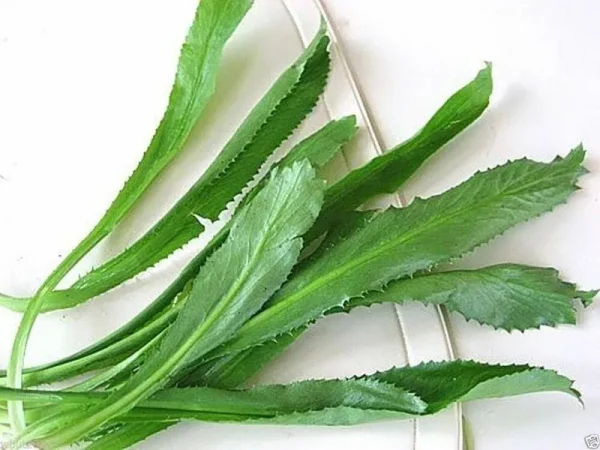 3000 Culantro Seeds Ngo Gai Sawtoothfitweed, spiritweed, Stinkweed, Duck-Tongue